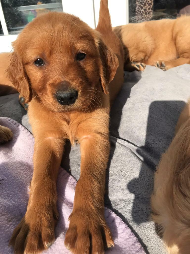 gumtree golden retriever for sale